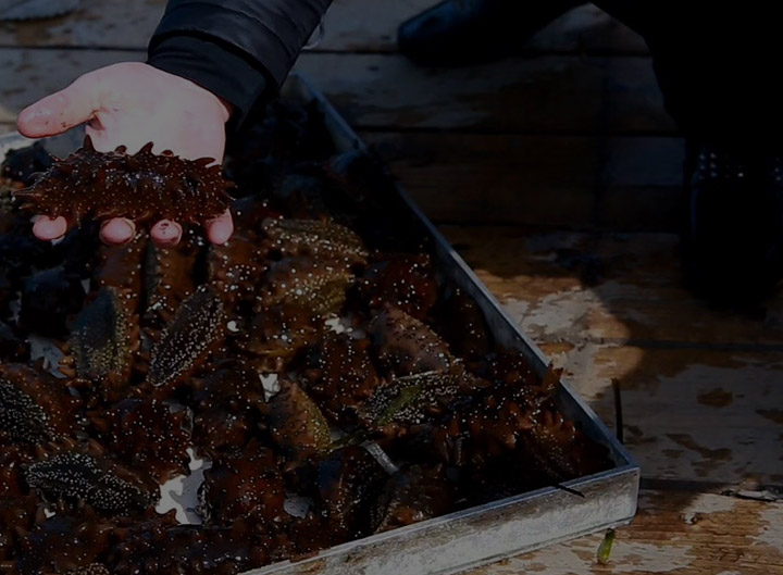 俄羅斯水鬼捕撈